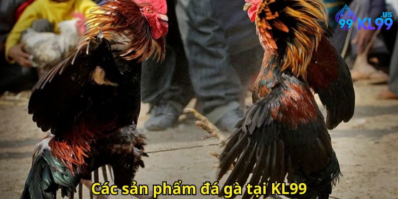 Đá gà KL99 – Trải nghiệm cá cược đỉnh cao tại KL99 2 Các sản phẩm đá gà tại KL99