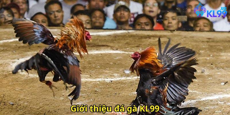 Đá gà KL99 – Trải nghiệm cá cược đỉnh cao tại KL99 1 Giới thiệu đá gà KL99