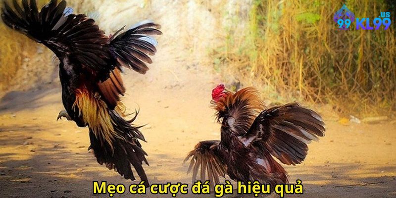 Đá gà KL99 – Trải nghiệm cá cược đỉnh cao tại KL99 3 Mẹo cá cược đá gà hiệu quả